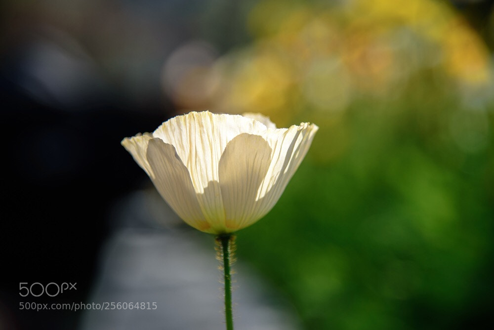 Nikon D750 sample photo. Poppy photography