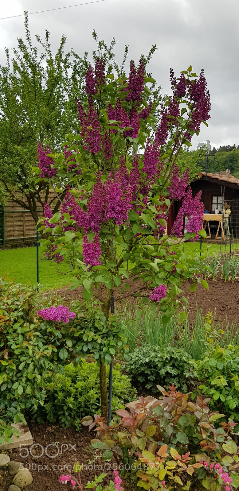 Samsung Galaxy S8 sample photo. Dans mon jardin photography