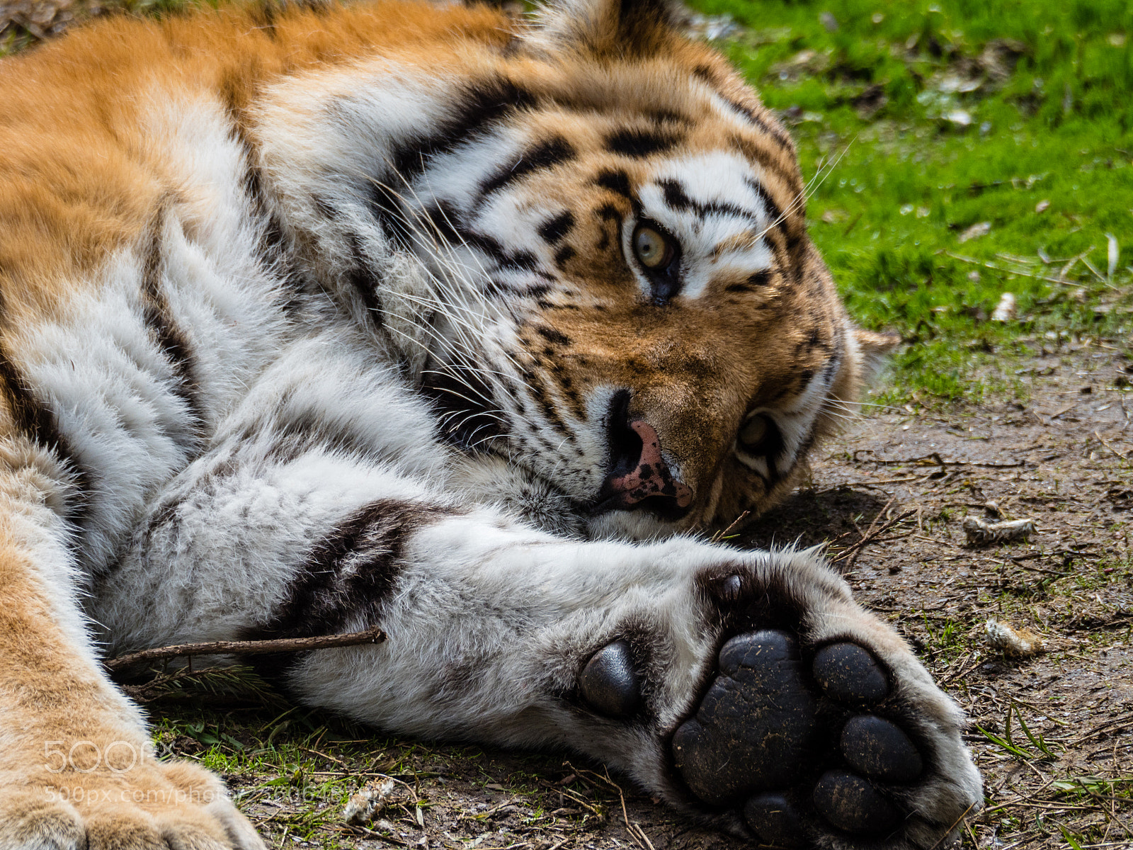 Olympus OM-D E-M1 Mark II sample photo. Olympus digital camera omd photography