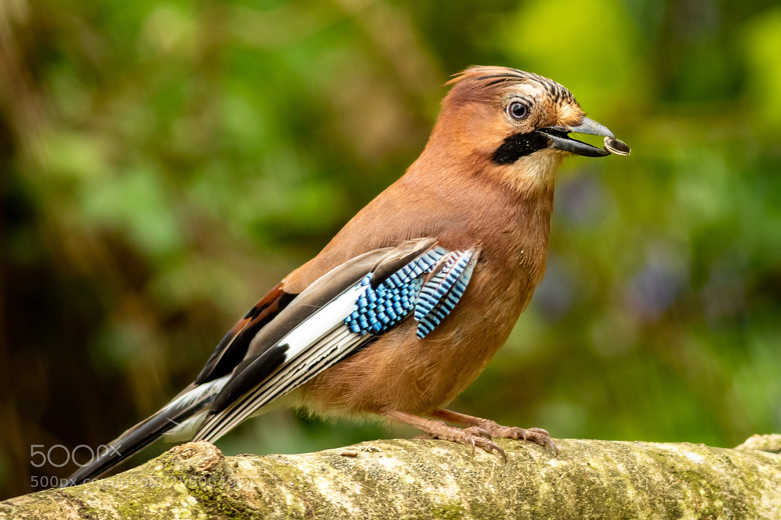 Canon EOS 7D Mark II sample photo. Eurasian jay photography