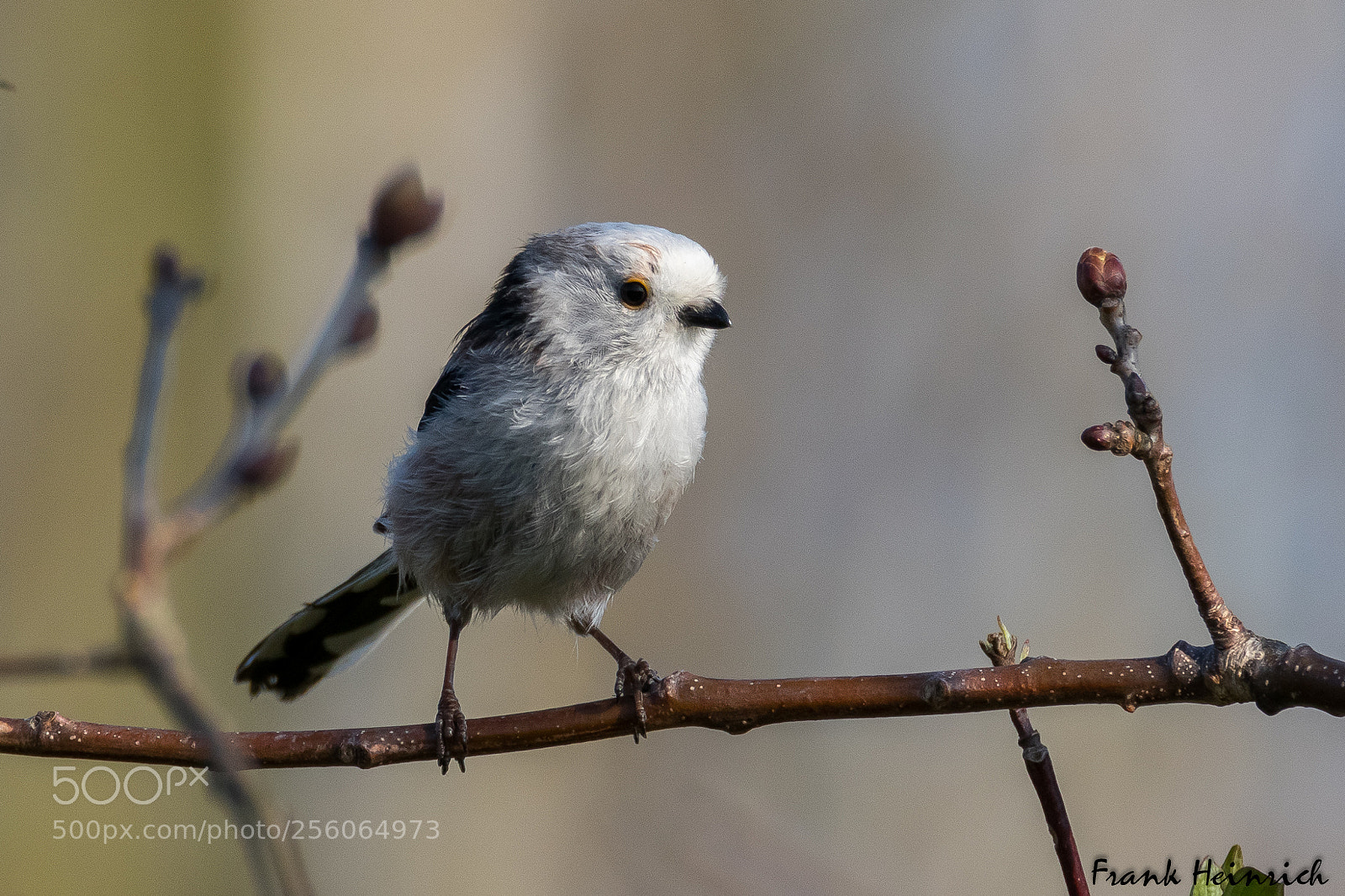 Canon EOS 80D sample photo. Aegithalos caudatus (tailed tit) photography
