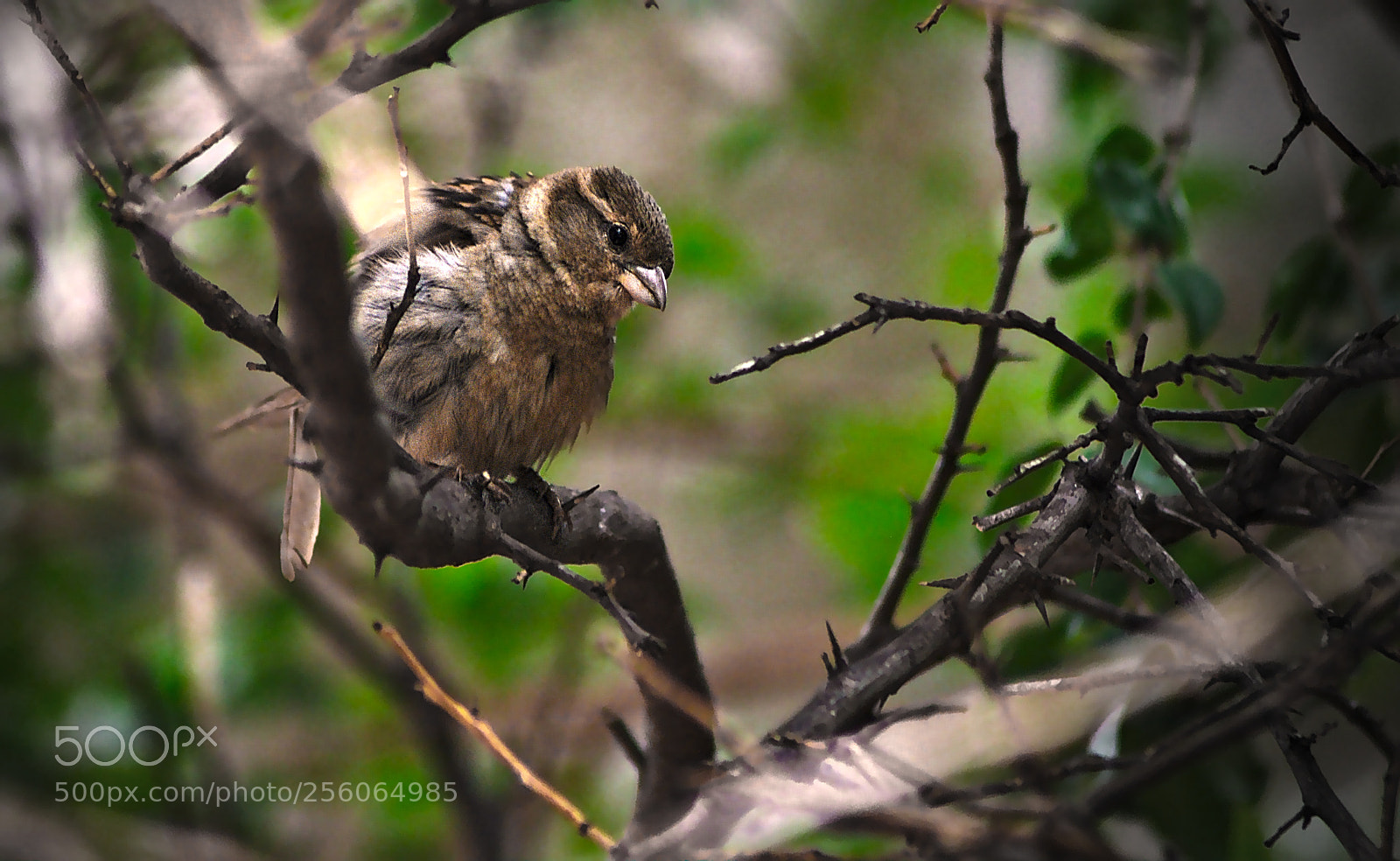 Nikon D90 sample photo. Thorn and sparrow photography