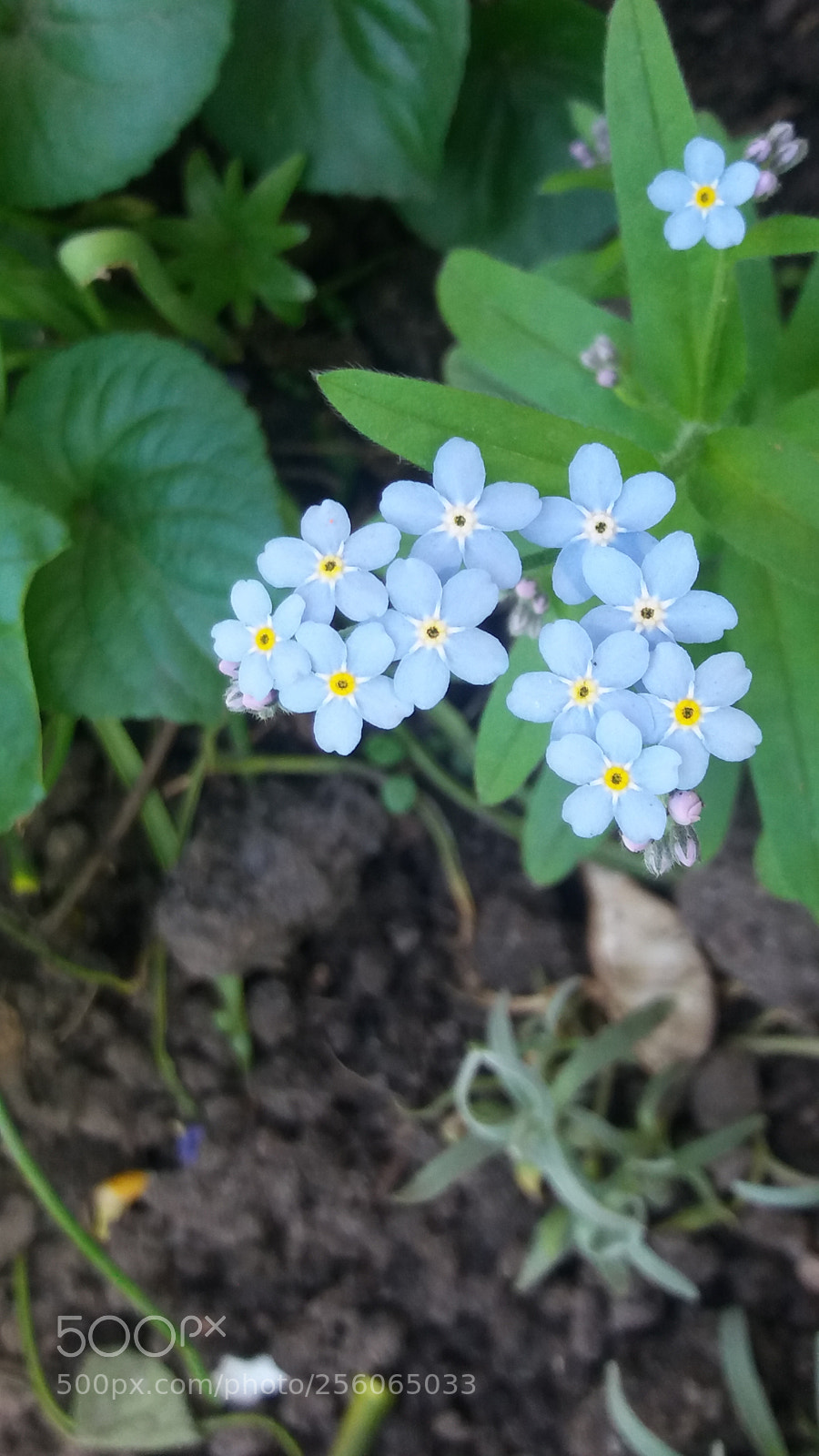 Samsung Galaxy J5 sample photo. Untitled photography