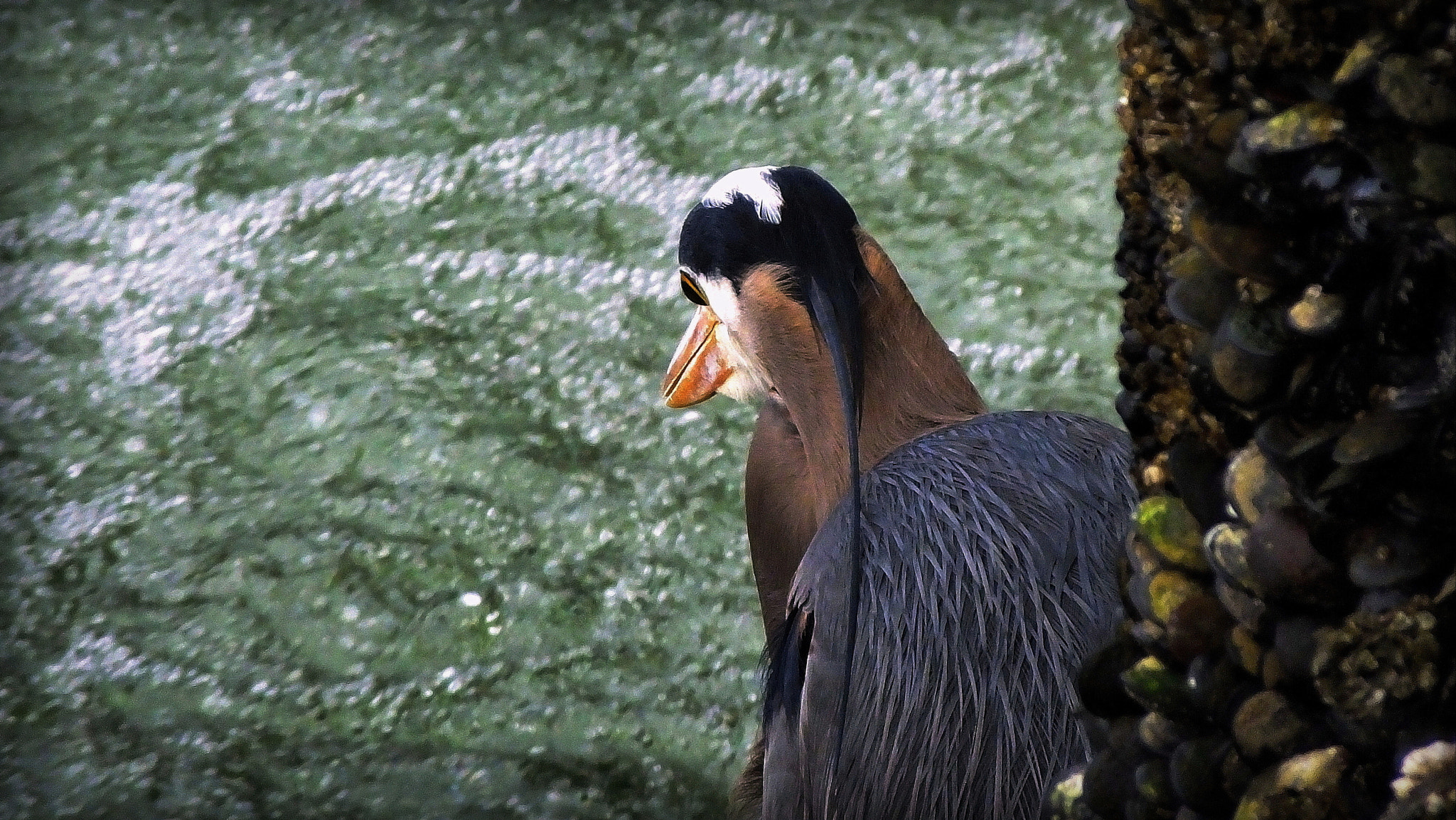 Fujifilm FinePix HS50 EXR sample photo. Make eye contact when eating out photography