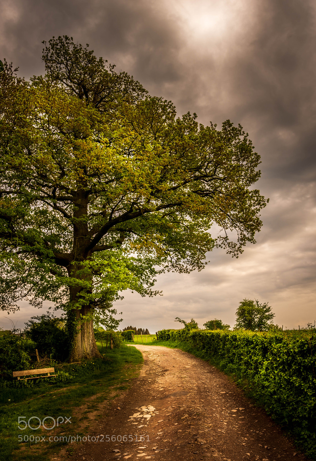 Nikon D7200 sample photo. Along the dirt road. photography