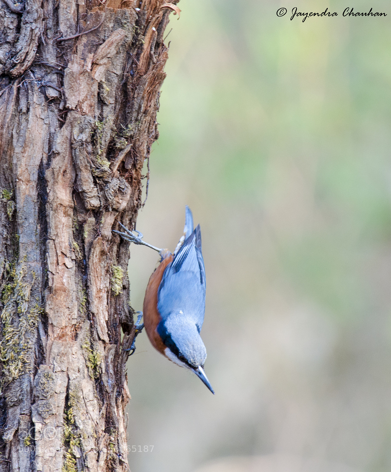 Nikon D5100 sample photo. Chestnut-bellied nuthatch photography