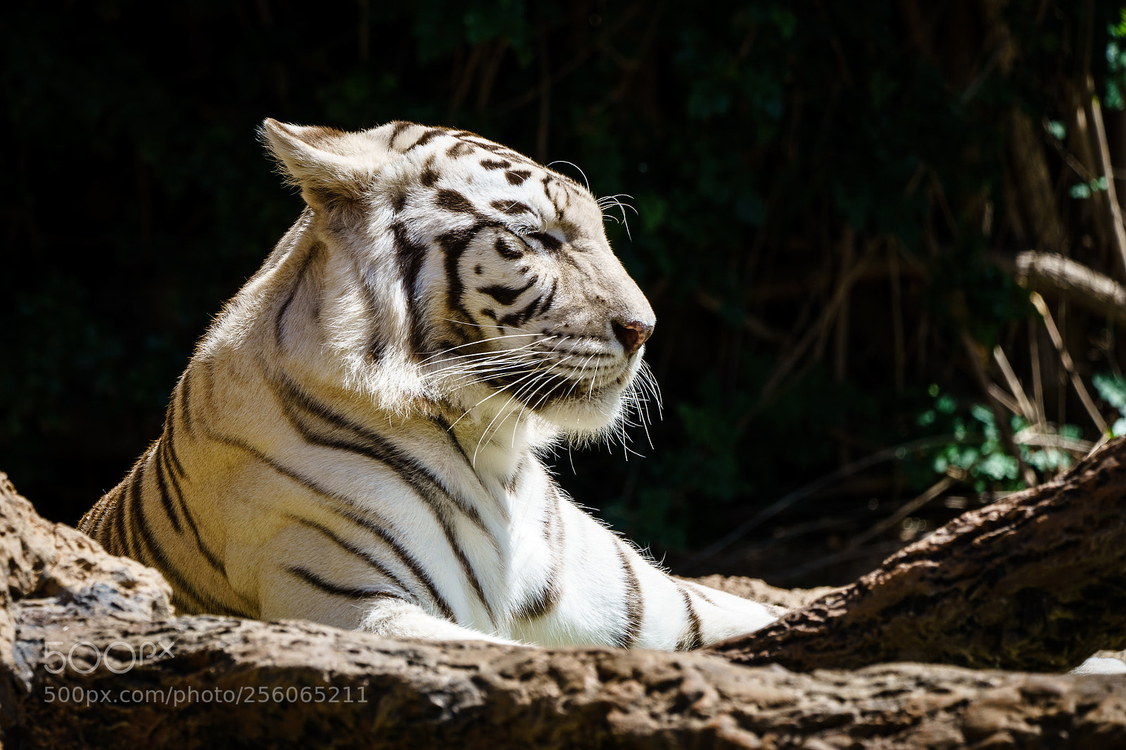 Sony a7R II sample photo. Weisser tiger, white tiger photography