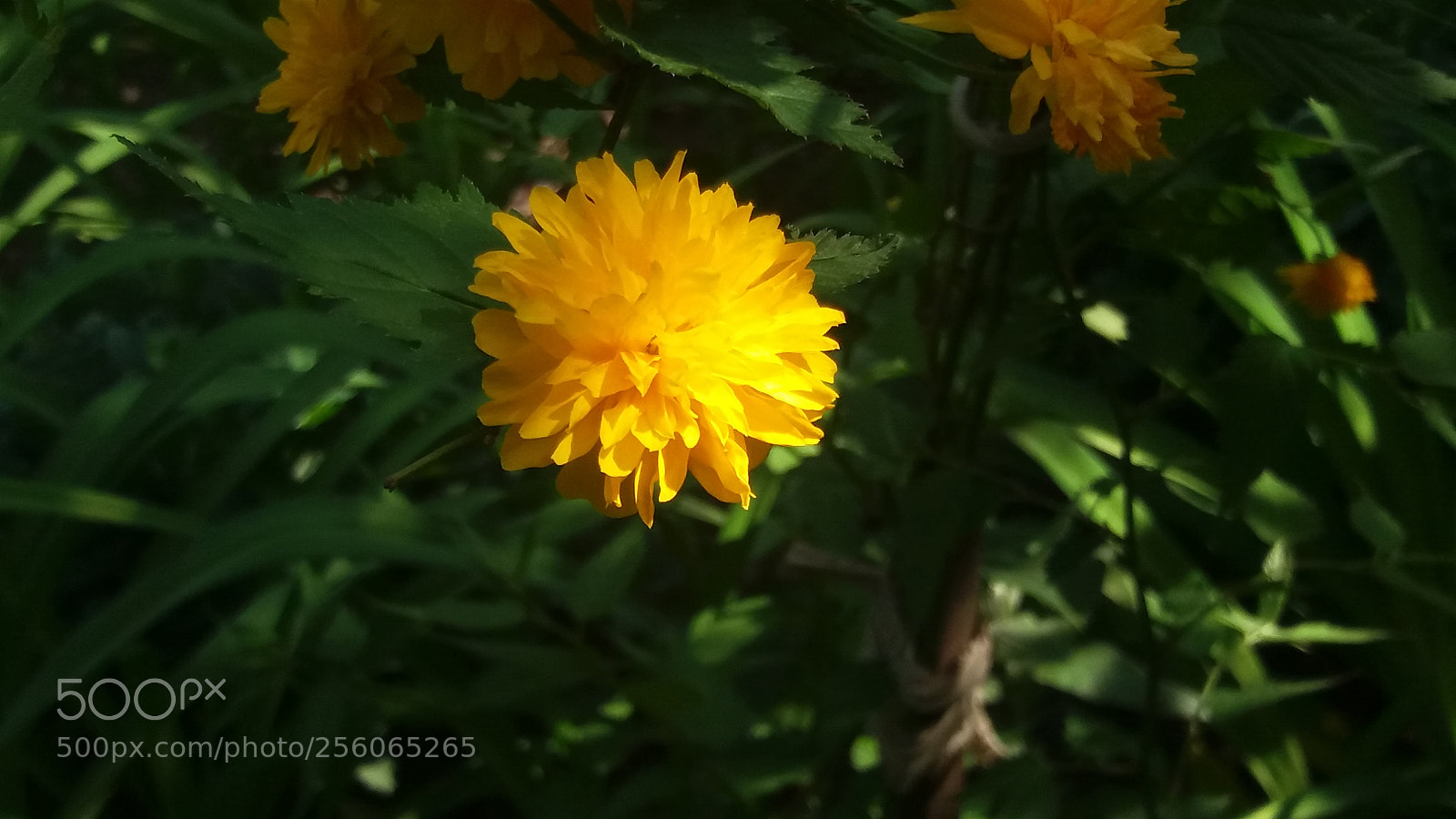 Samsung Galaxy J5 sample photo. Untitled photography