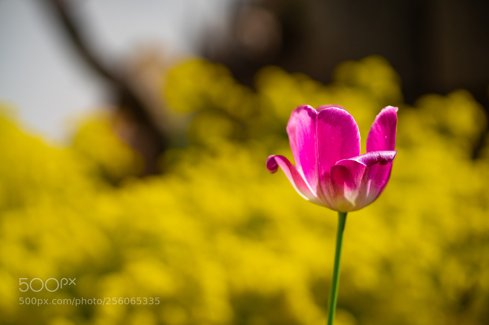 Sony a7 sample photo. Pink tulip photography