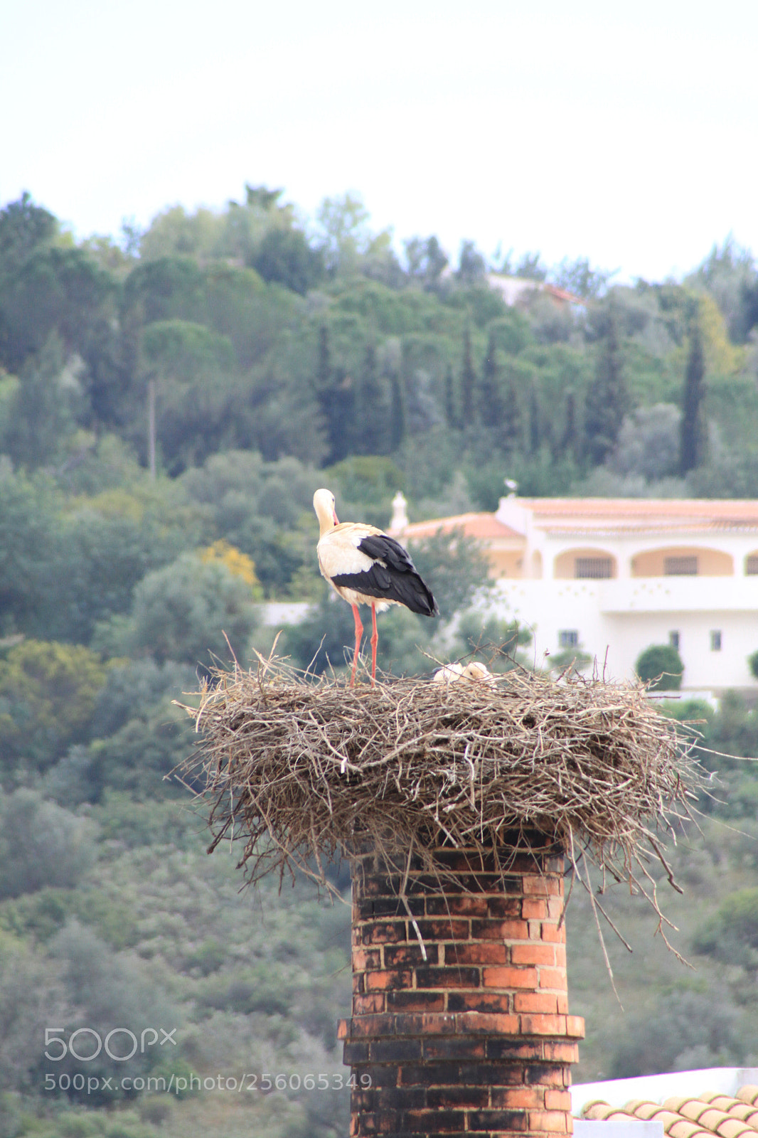 Canon EOS 50D sample photo. Algarve, portugal, april 2012 photography