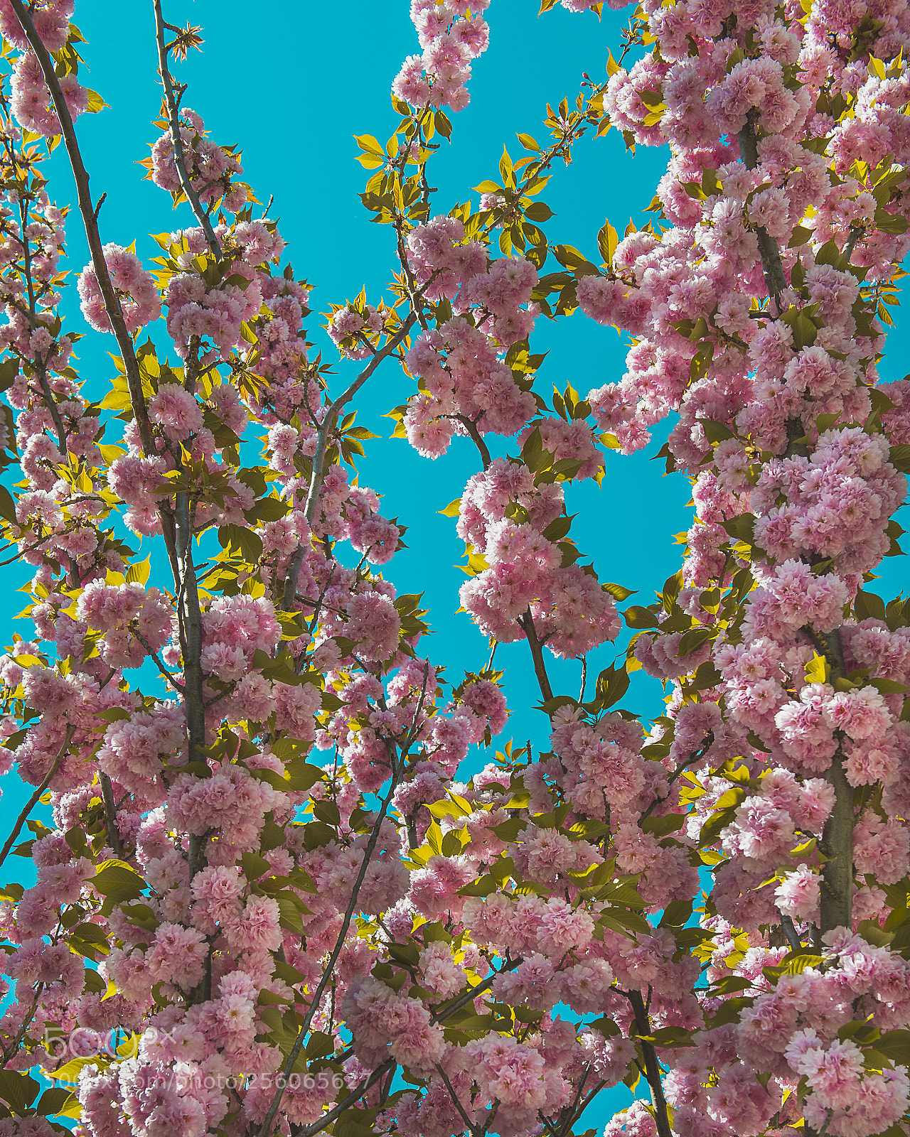 Nikon D600 sample photo. Cherry bloom photography