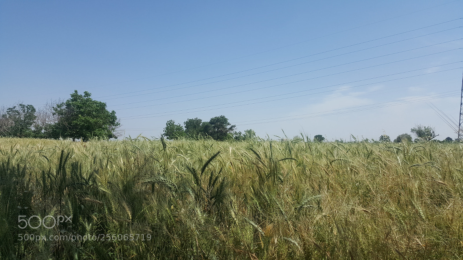 Samsung GALAXY S6 edge sample photo. Grain field photography