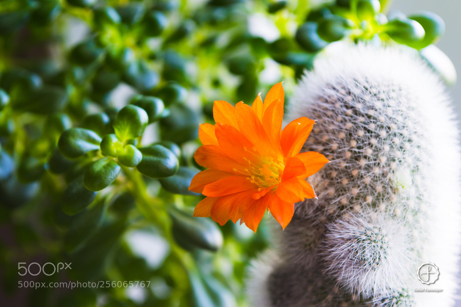 Nikon D3200 sample photo. Rebutia albipilosa flower! photography