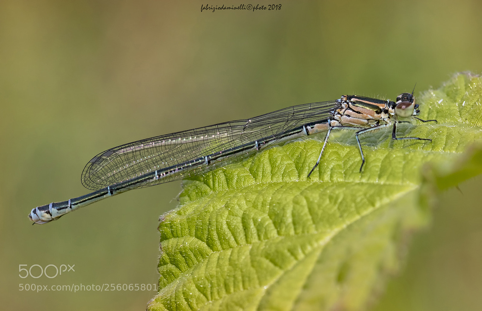 Canon EOS 7D Mark II sample photo. Coenagrion puella photography