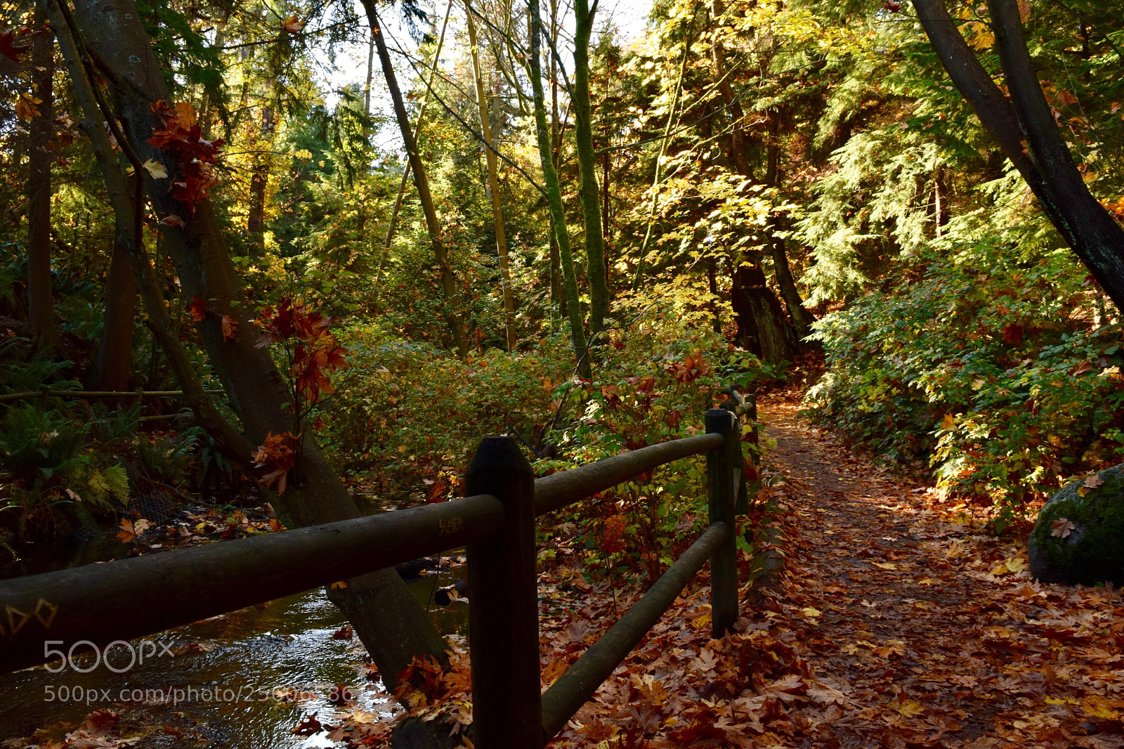 Nikon D5300 sample photo. Autumn in vancouver photography