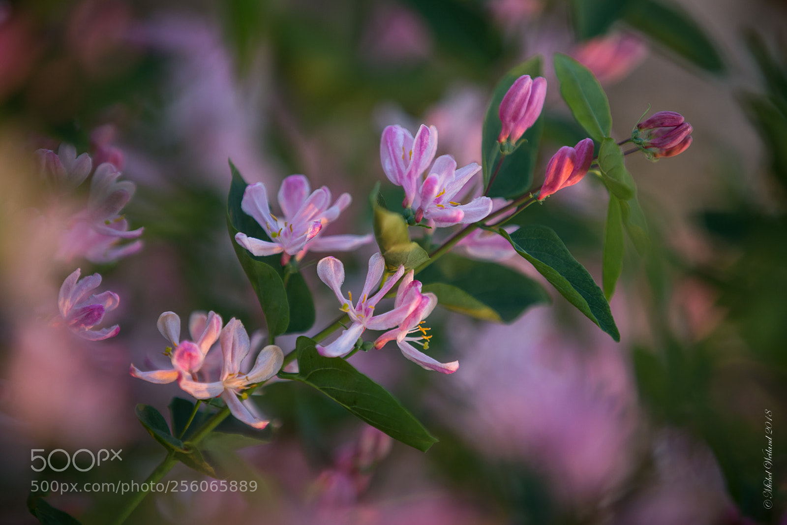 Canon EOS 6D sample photo. Spring - lonicera in photography