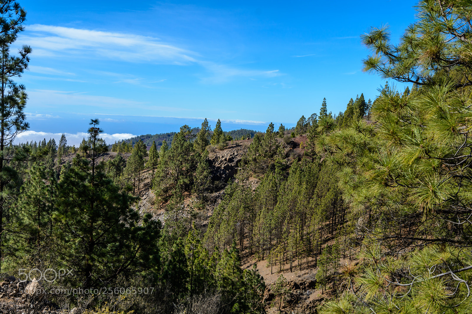 Nikon D7100 sample photo. Canary island natural park photography