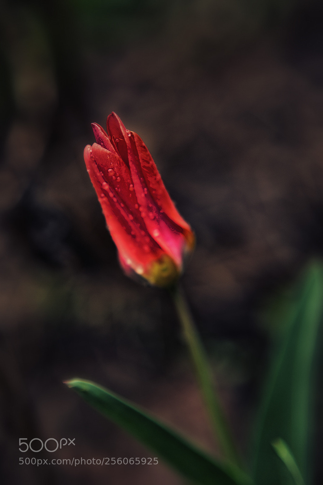 Canon EOS 6D sample photo. Dark tulip photography