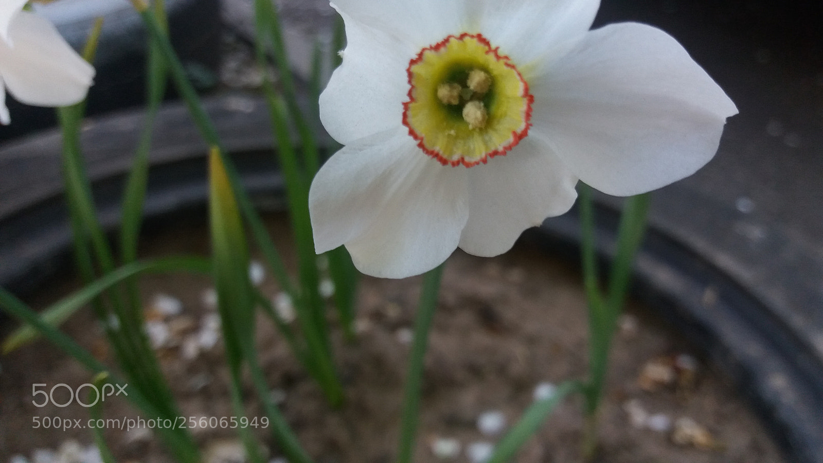 Samsung Galaxy J5 sample photo. Untitled photography