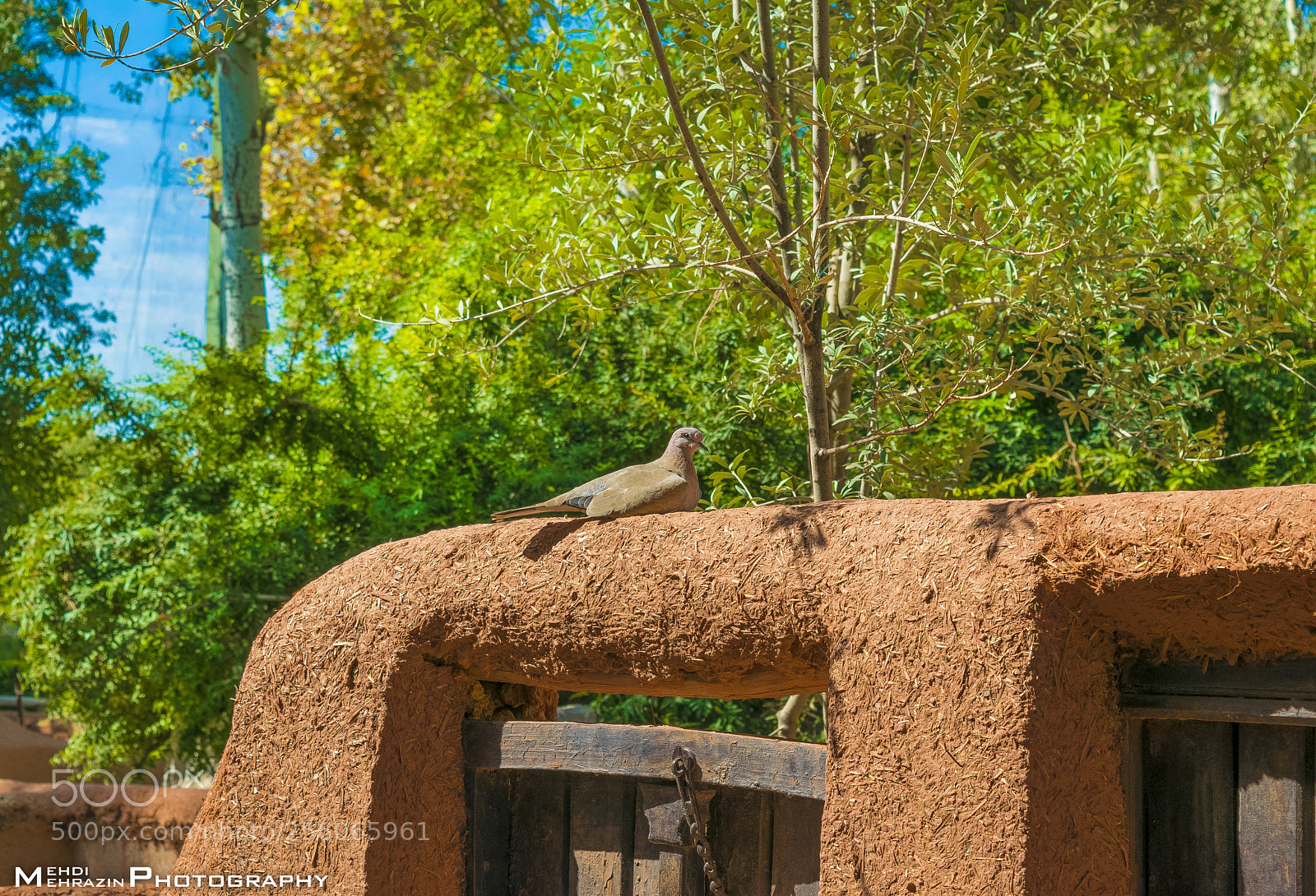 Nikon D5300 sample photo. Lonely dove photography