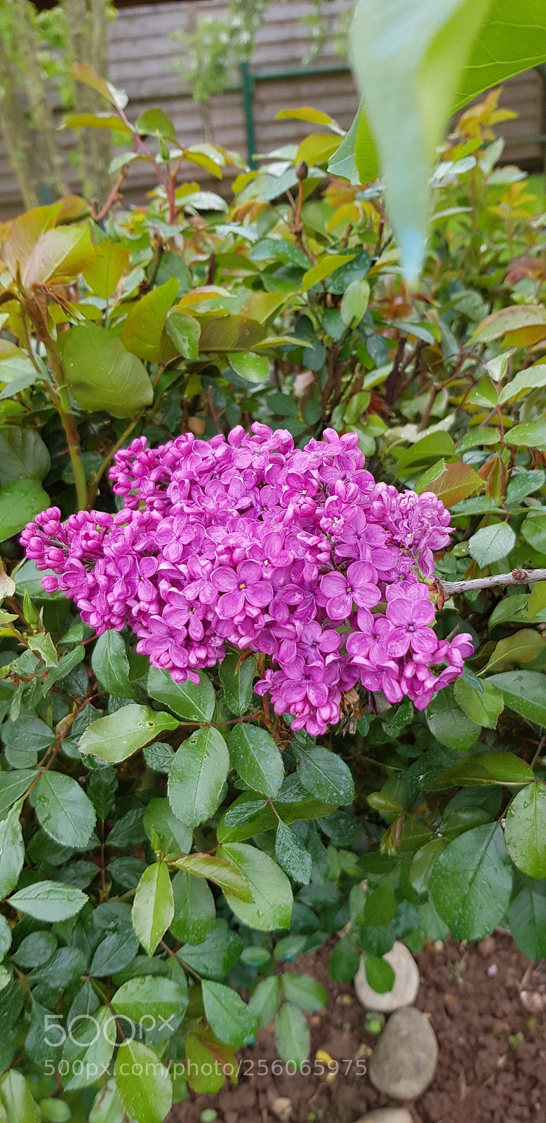 Samsung Galaxy S8 sample photo. Dans mon jardin photography