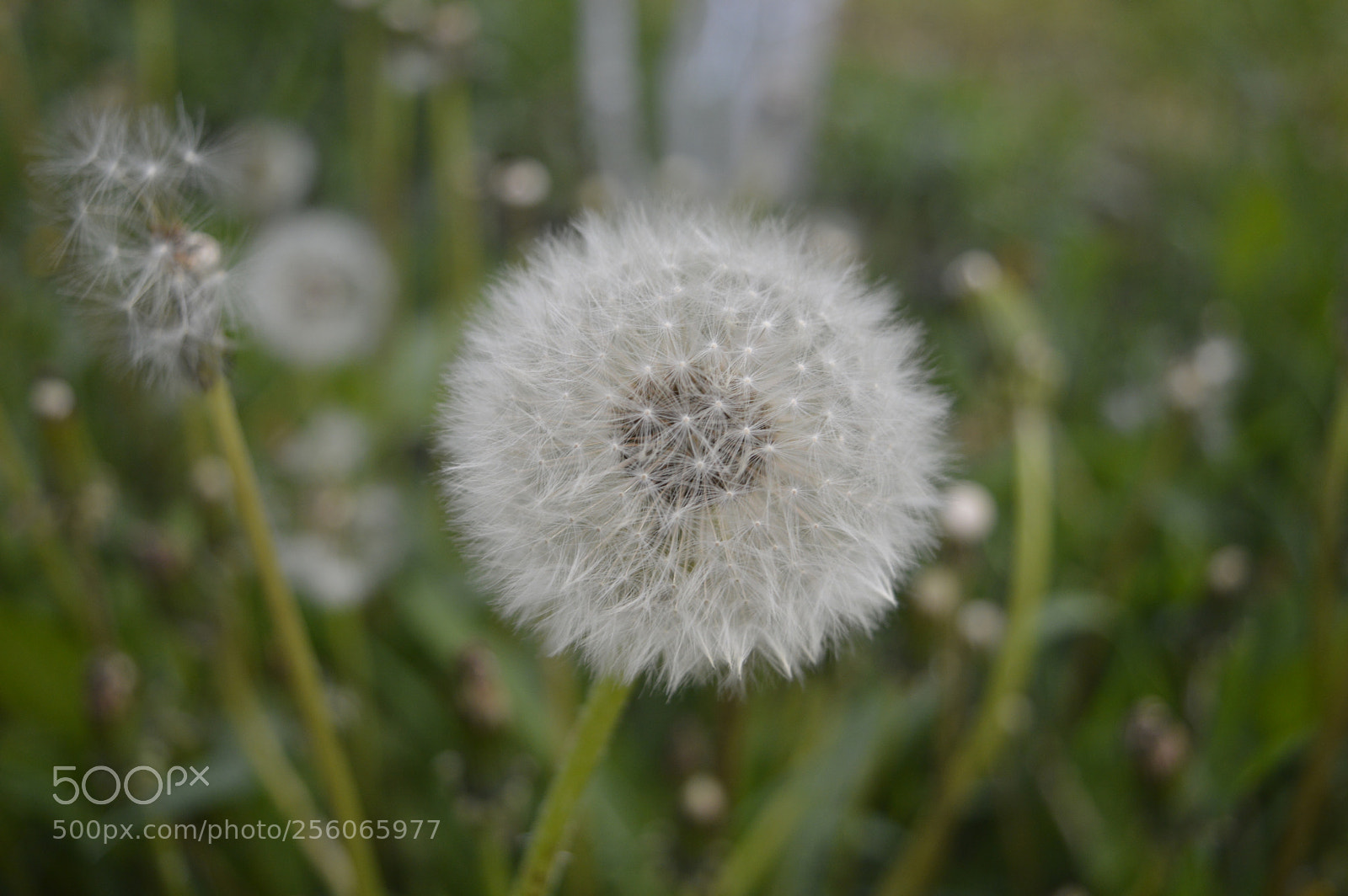 Nikon D3200 sample photo. Dandelion. part 2 photography