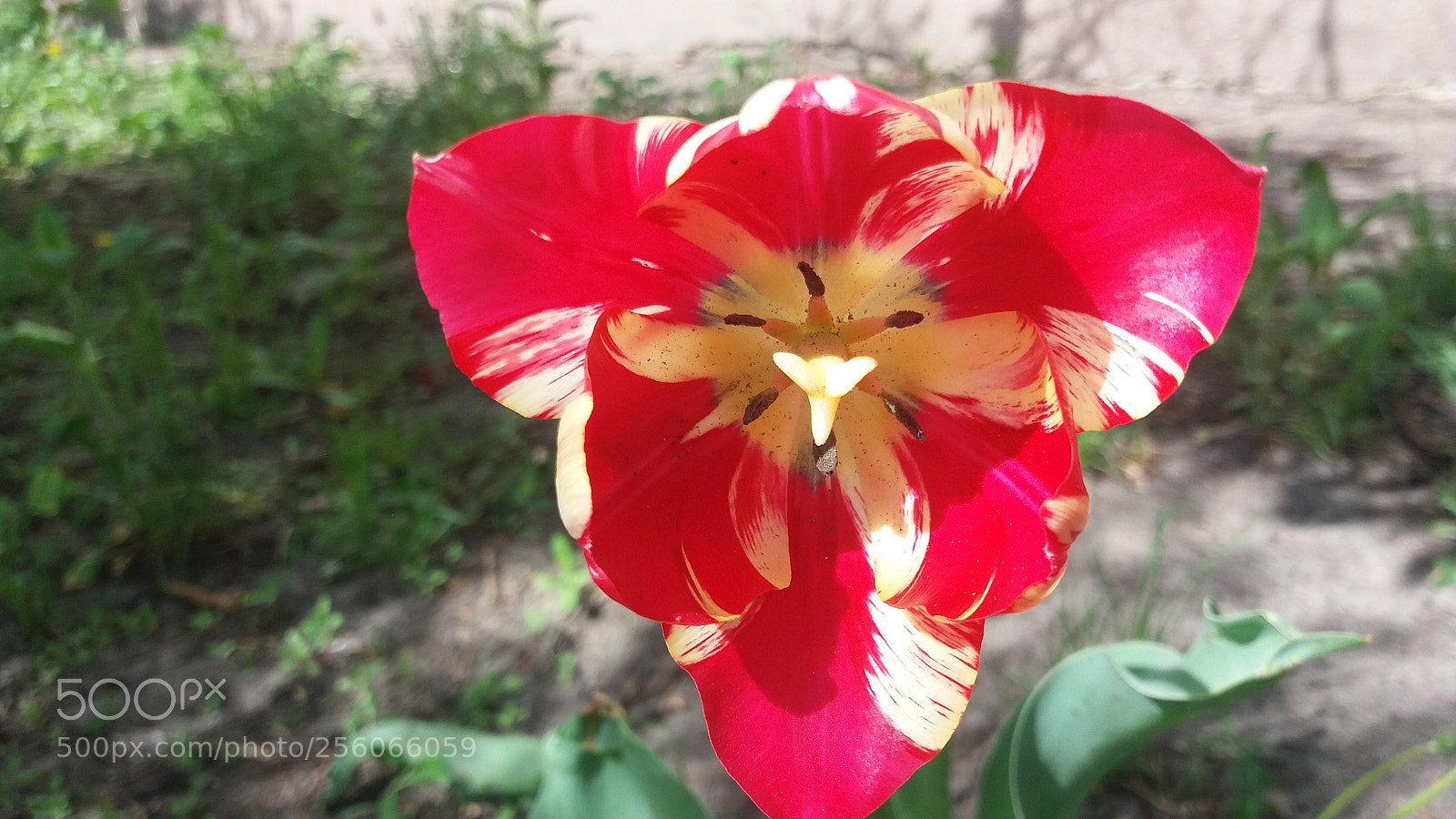 Samsung Galaxy J5 sample photo. Untitled photography