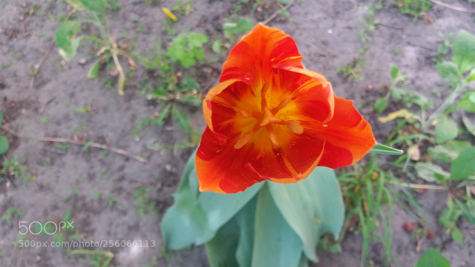 Samsung Galaxy J5 sample photo. Untitled photography