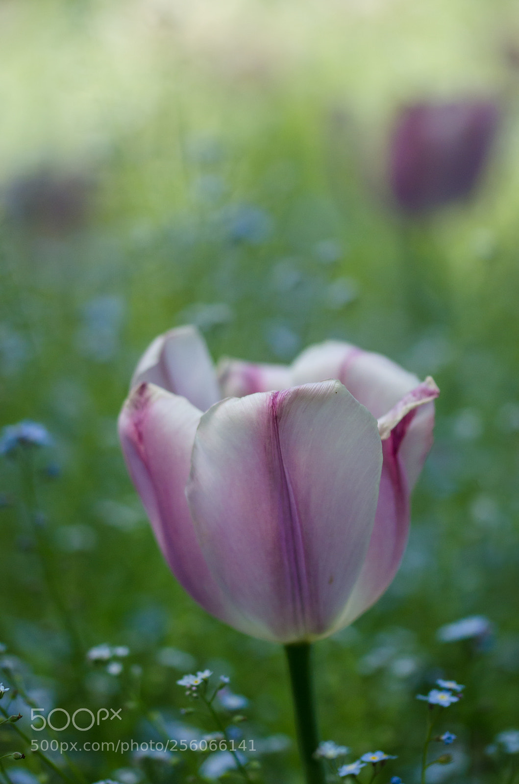 Nikon D7000 sample photo. Close up photography