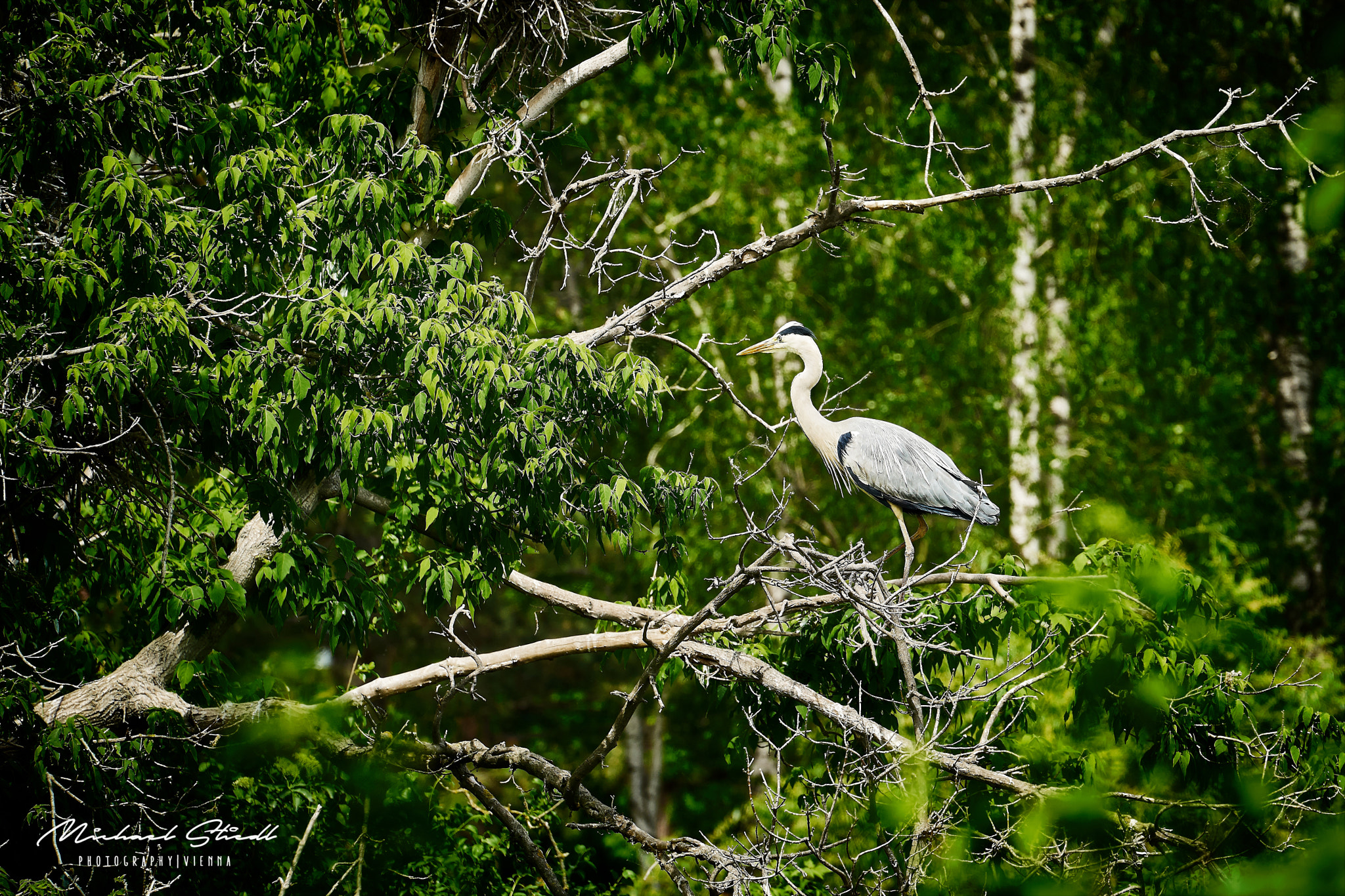 Sony FE 70-300mm F4.5-5.6 G OSS sample photo. 2018_05_01 photography