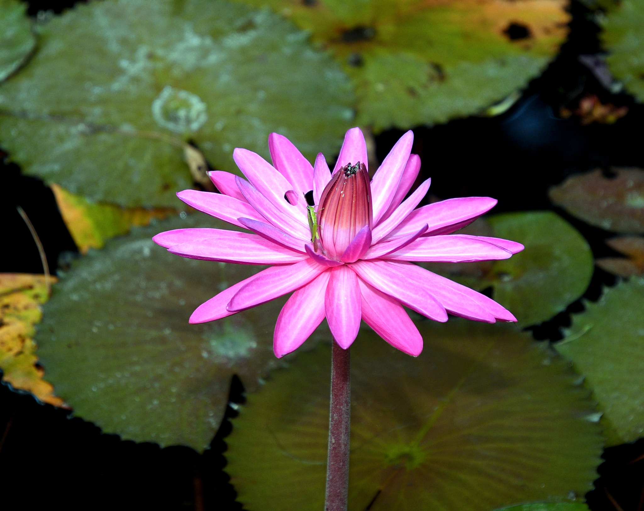 Nikon D500 sample photo. Using flash-1st photo photography