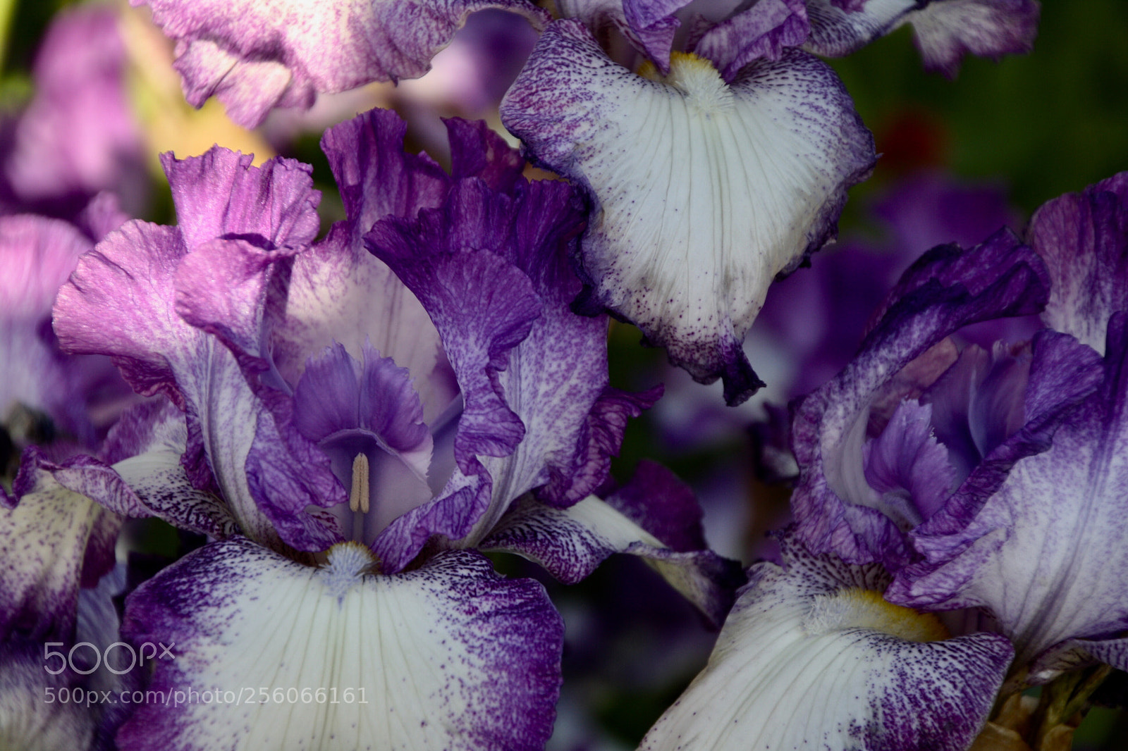 Canon EOS 1000D (EOS Digital Rebel XS / EOS Kiss F) sample photo. Purple prose photography