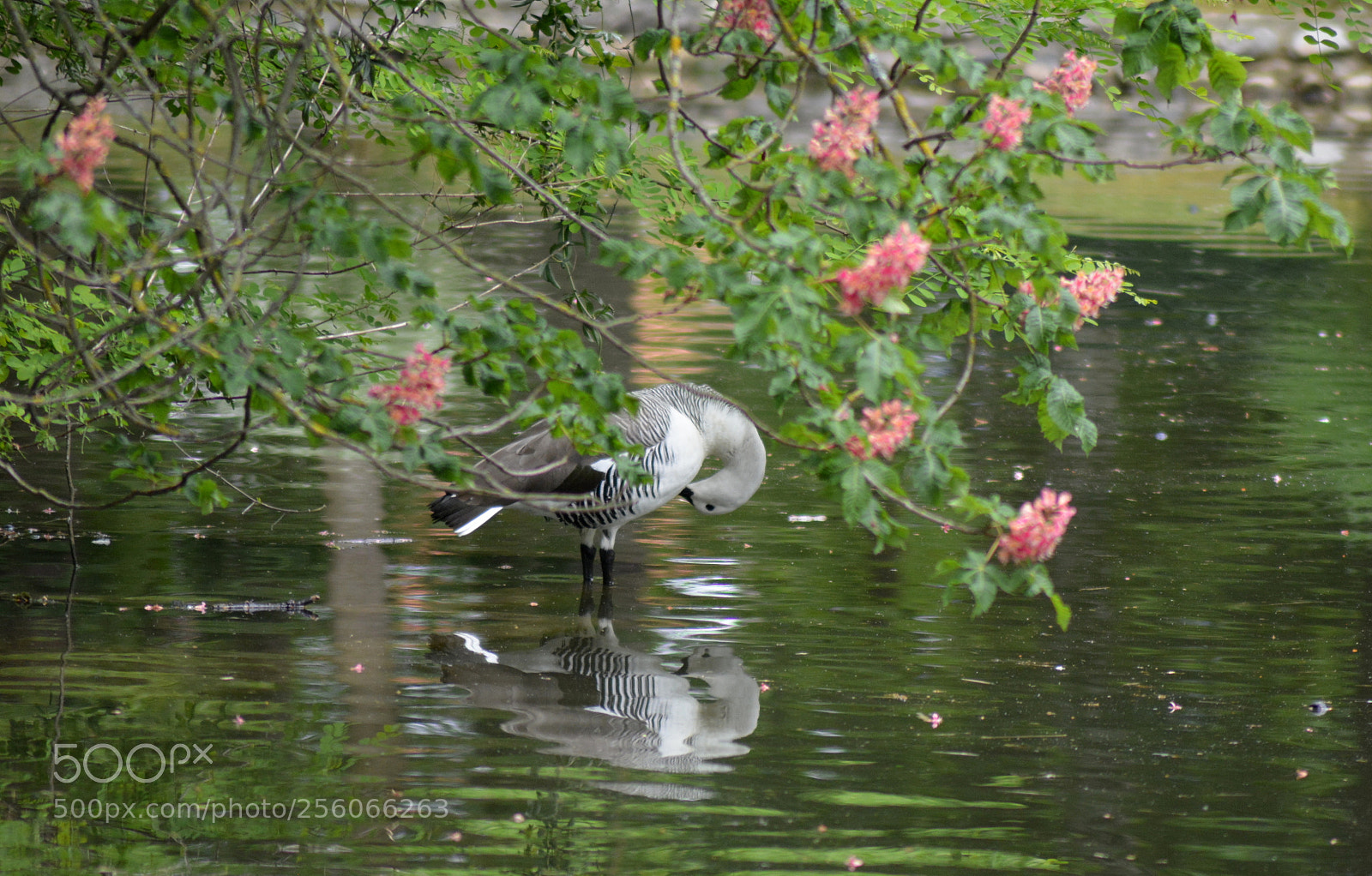 Nikon D5200 sample photo. Ouette de magellan photography