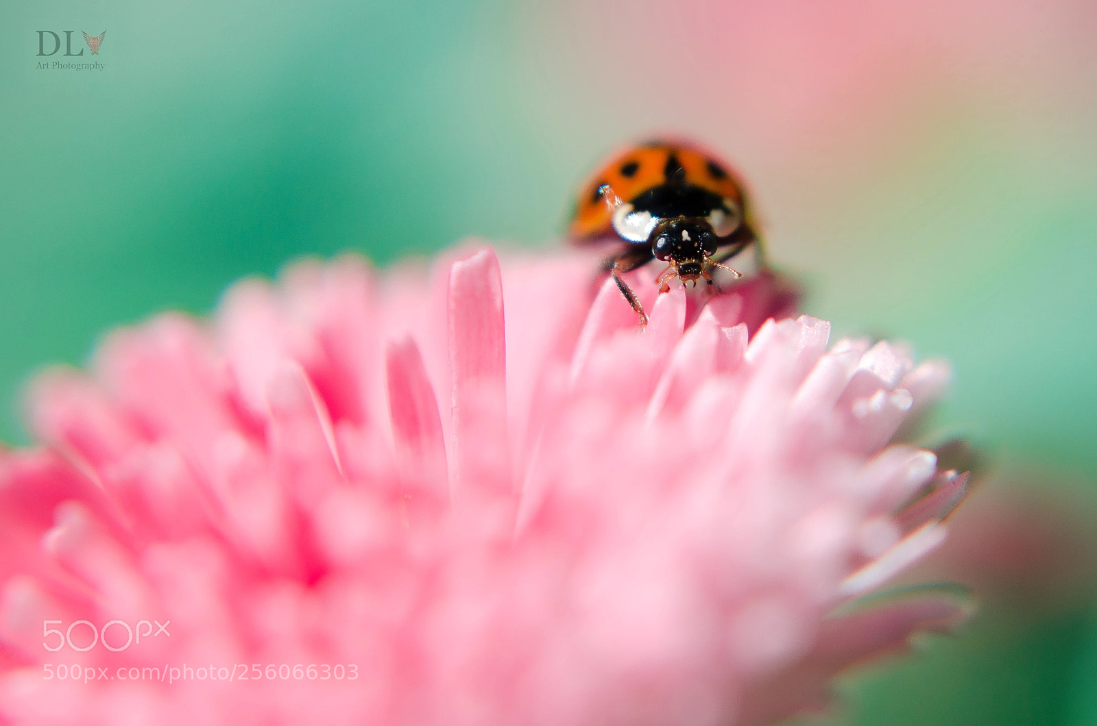 Nikon D7000 sample photo. Coccinelle attitude photography