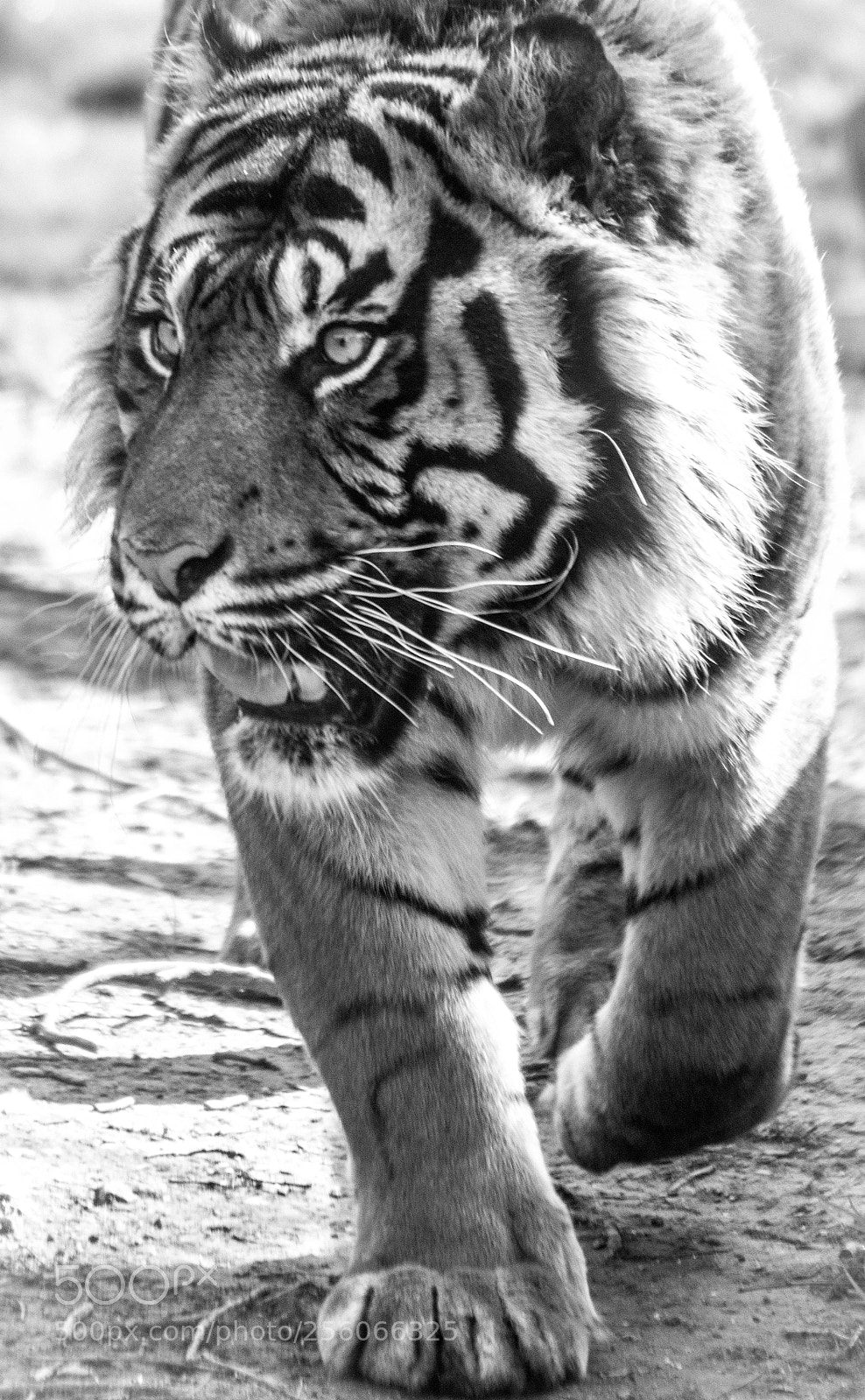 Canon EOS 70D sample photo. Just walking photography
