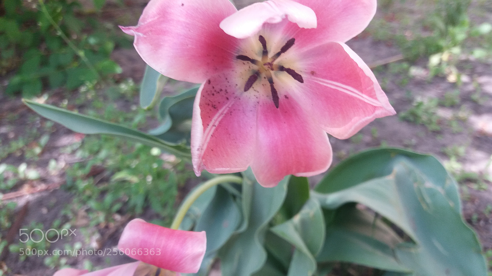 Samsung Galaxy J5 sample photo. Untitled photography