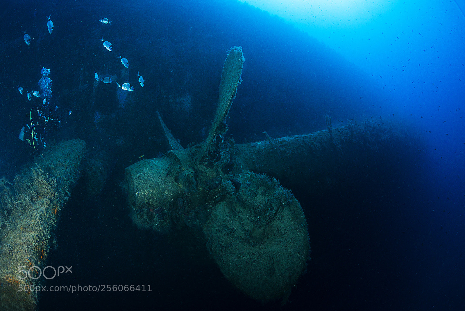 Nikon D800E sample photo. Proppeller of wreck photography