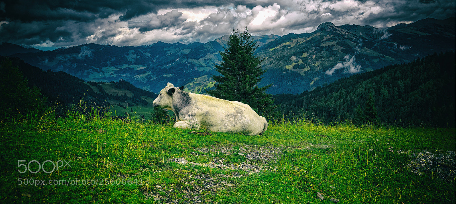 Nikon D610 sample photo. A relaxed cow photography