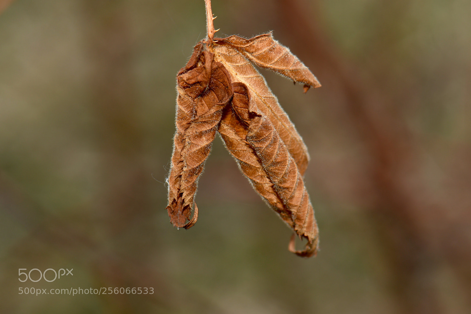 Nikon D500 sample photo. Сухой лист photography