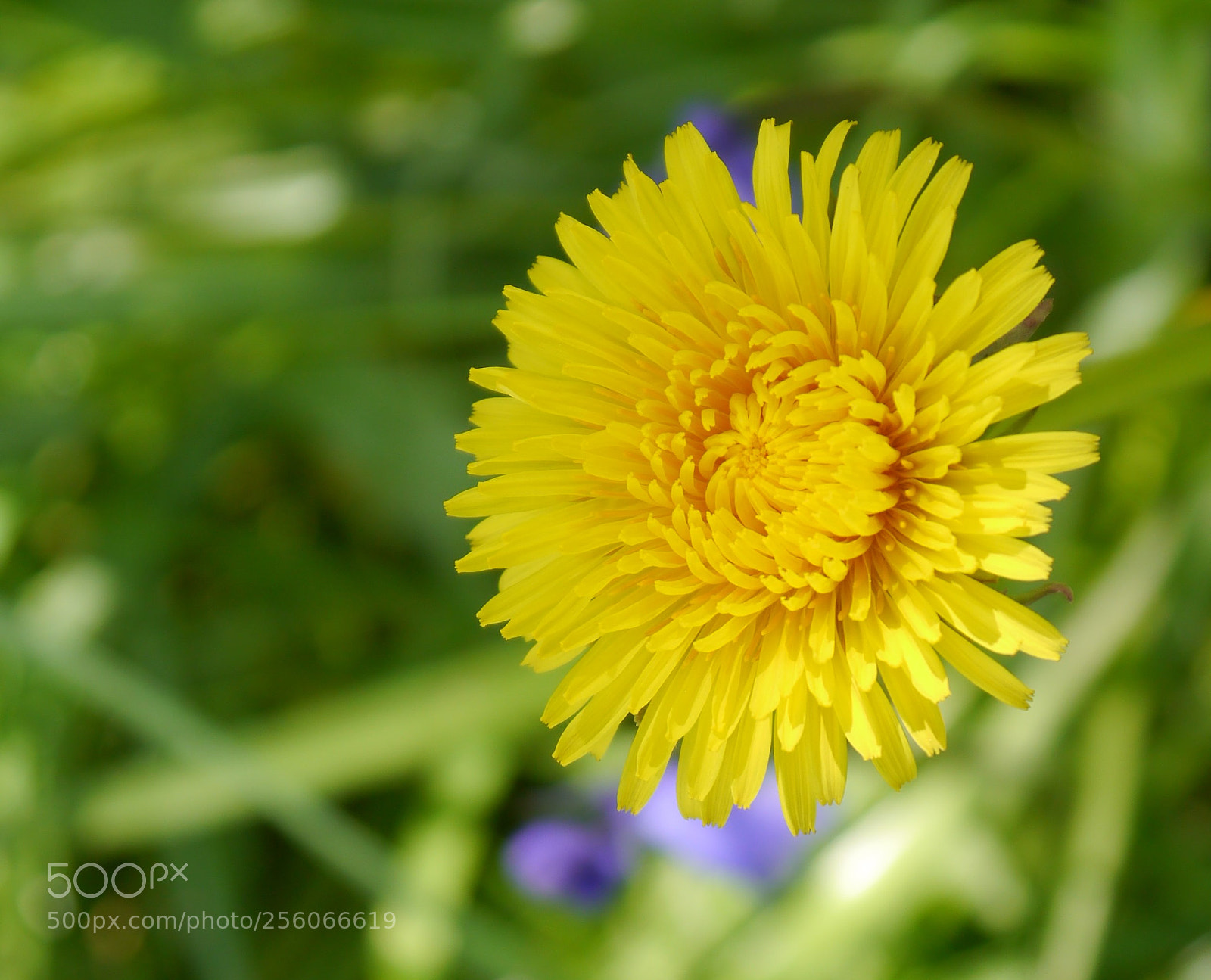 Panasonic Lumix DMC-G3 sample photo. Dandelion photography