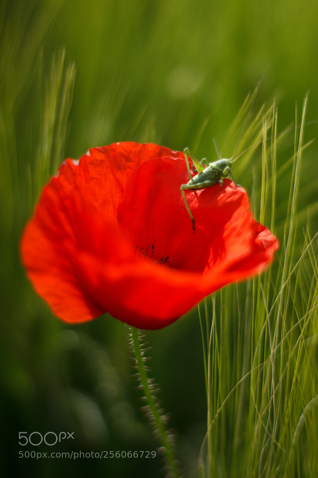 Canon EOS 600D (Rebel EOS T3i / EOS Kiss X5) sample photo. Grasshopper photography