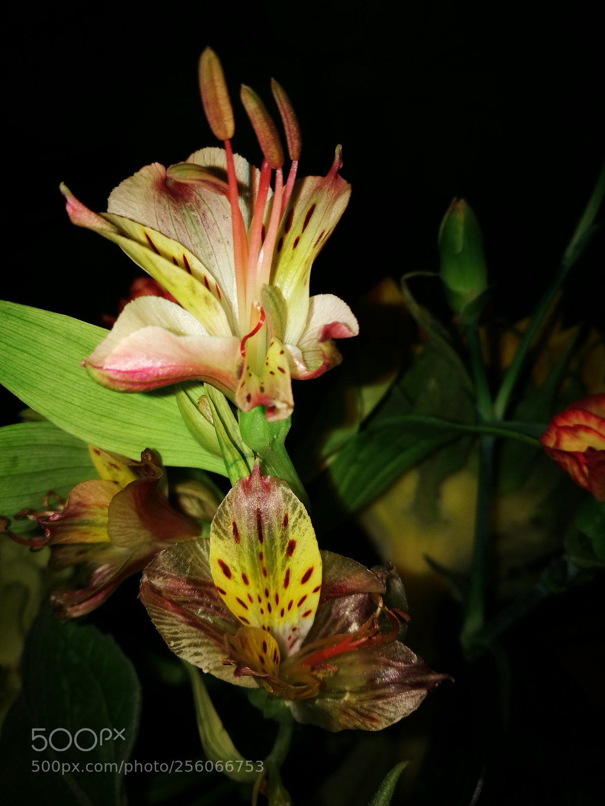 HUAWEI P9 sample photo. Alstroemeria  aurantiaca (pelegrina) photography