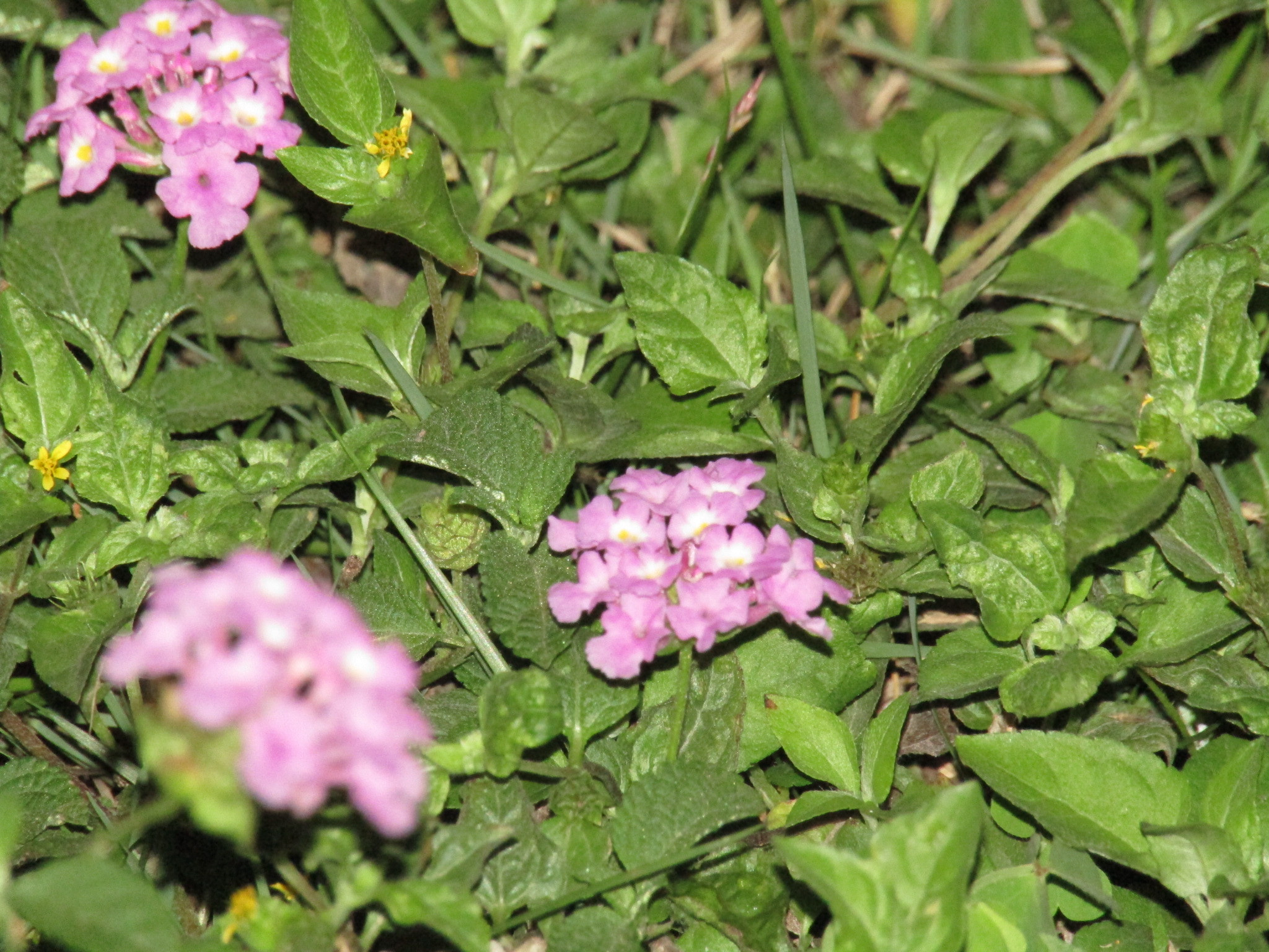 Canon POWERSHOT SX430 IS sample photo. Small flower photography