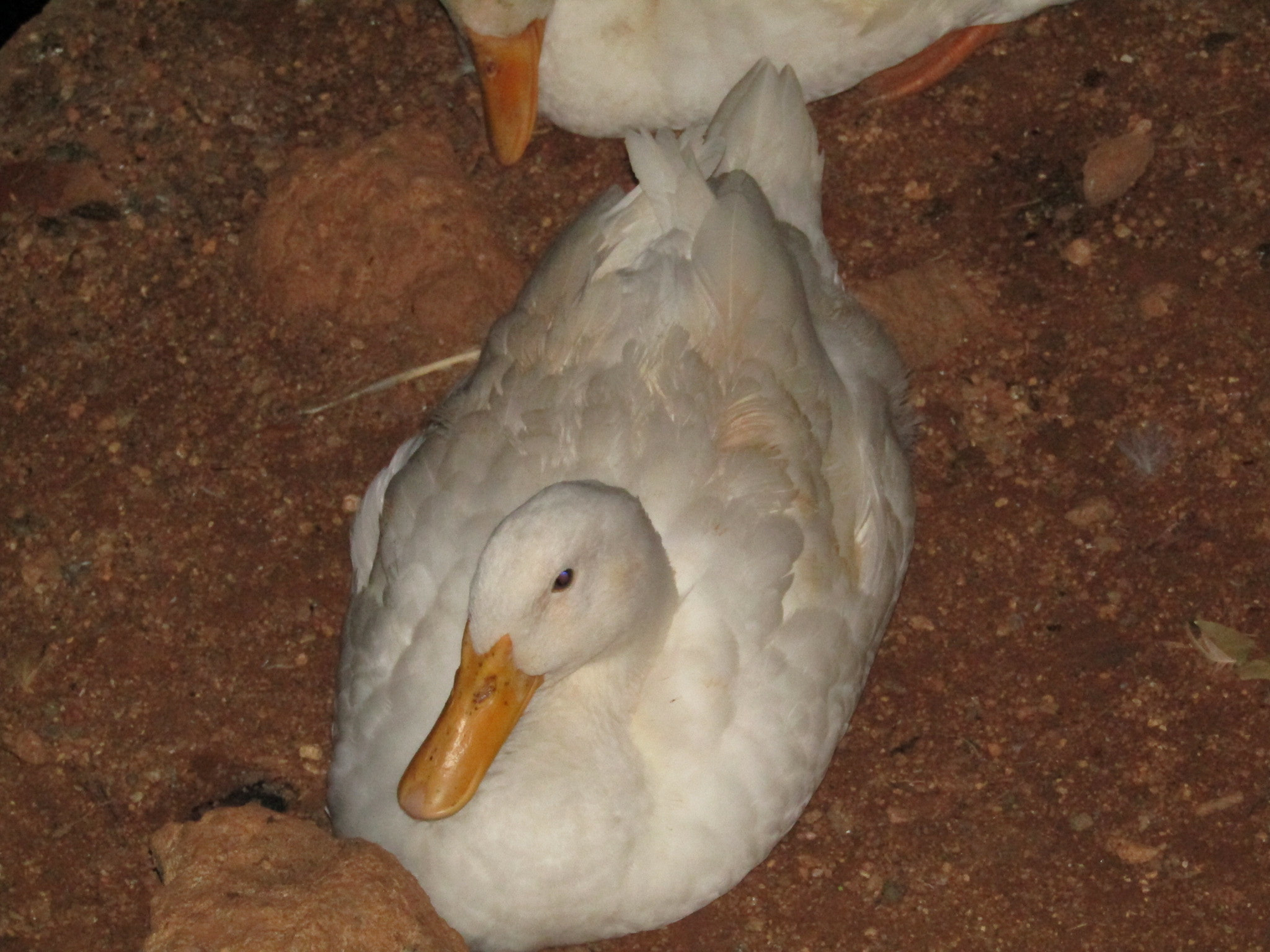 Canon POWERSHOT SX430 IS sample photo. Duck photography