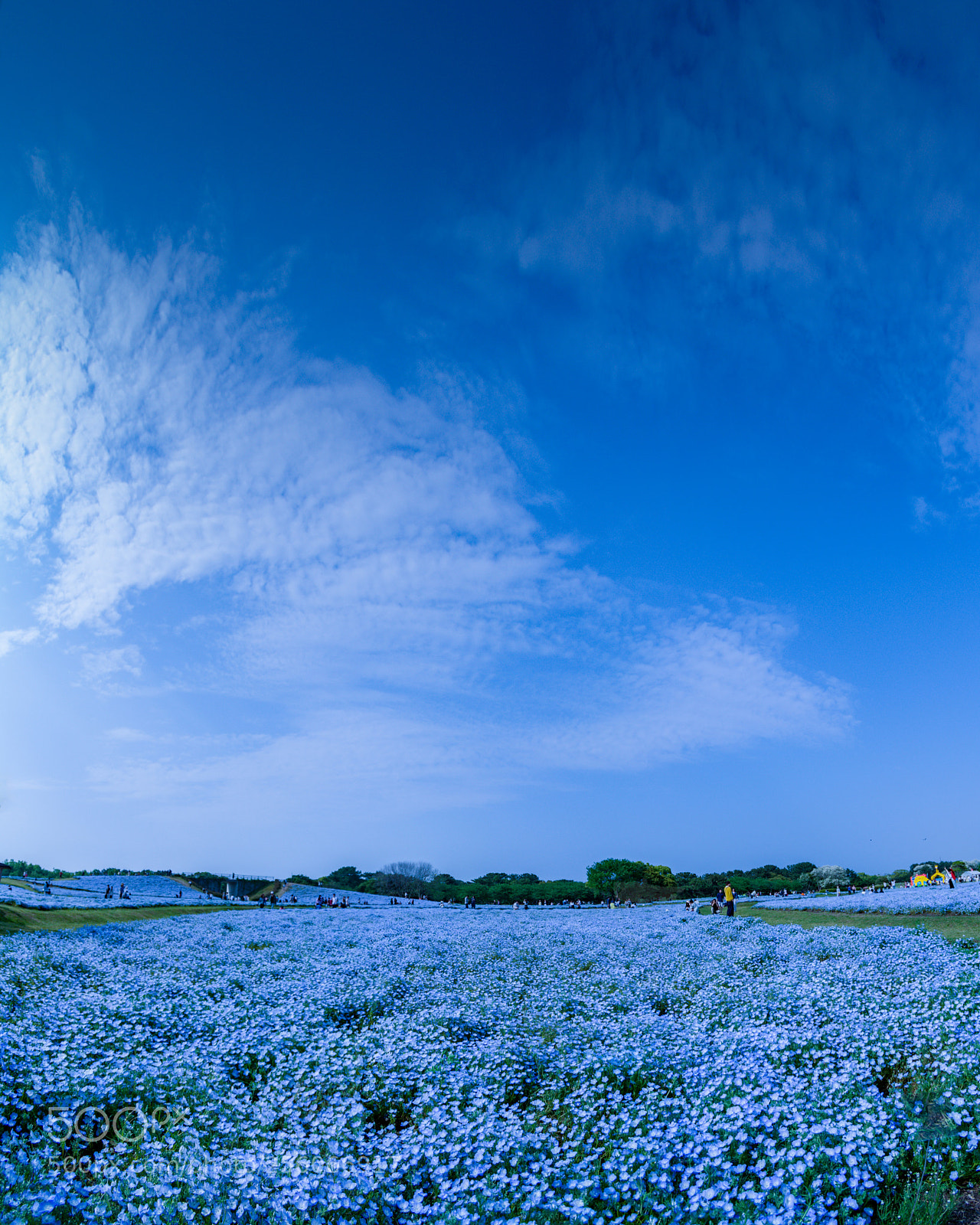Nikon D7100 sample photo. Flower & sky blue photography