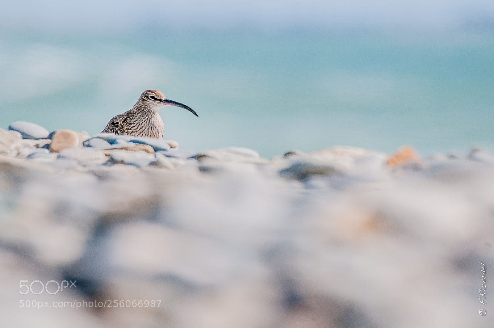 Nikon D300 sample photo. Numenius phaeopus - whimbrel photography