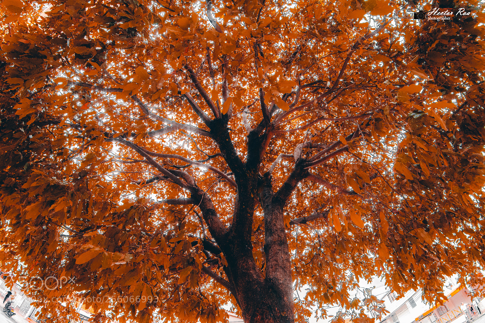 Nikon D7200 sample photo. Autumn on bucaramanga photography