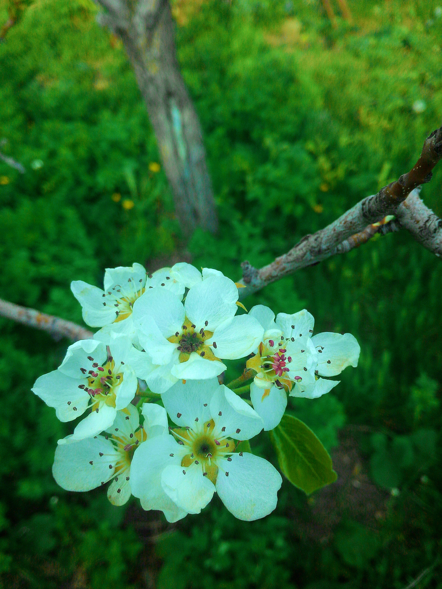 ASUS Z002 sample photo. Pear-tree flowers) photography