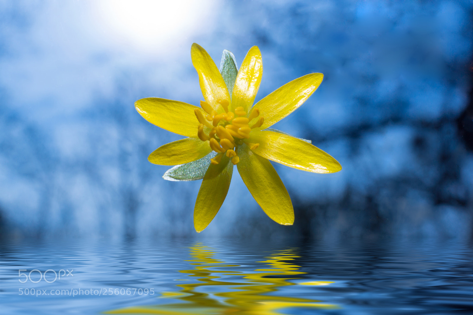 Sony Alpha NEX-7 sample photo. Marigold (caltha) photography