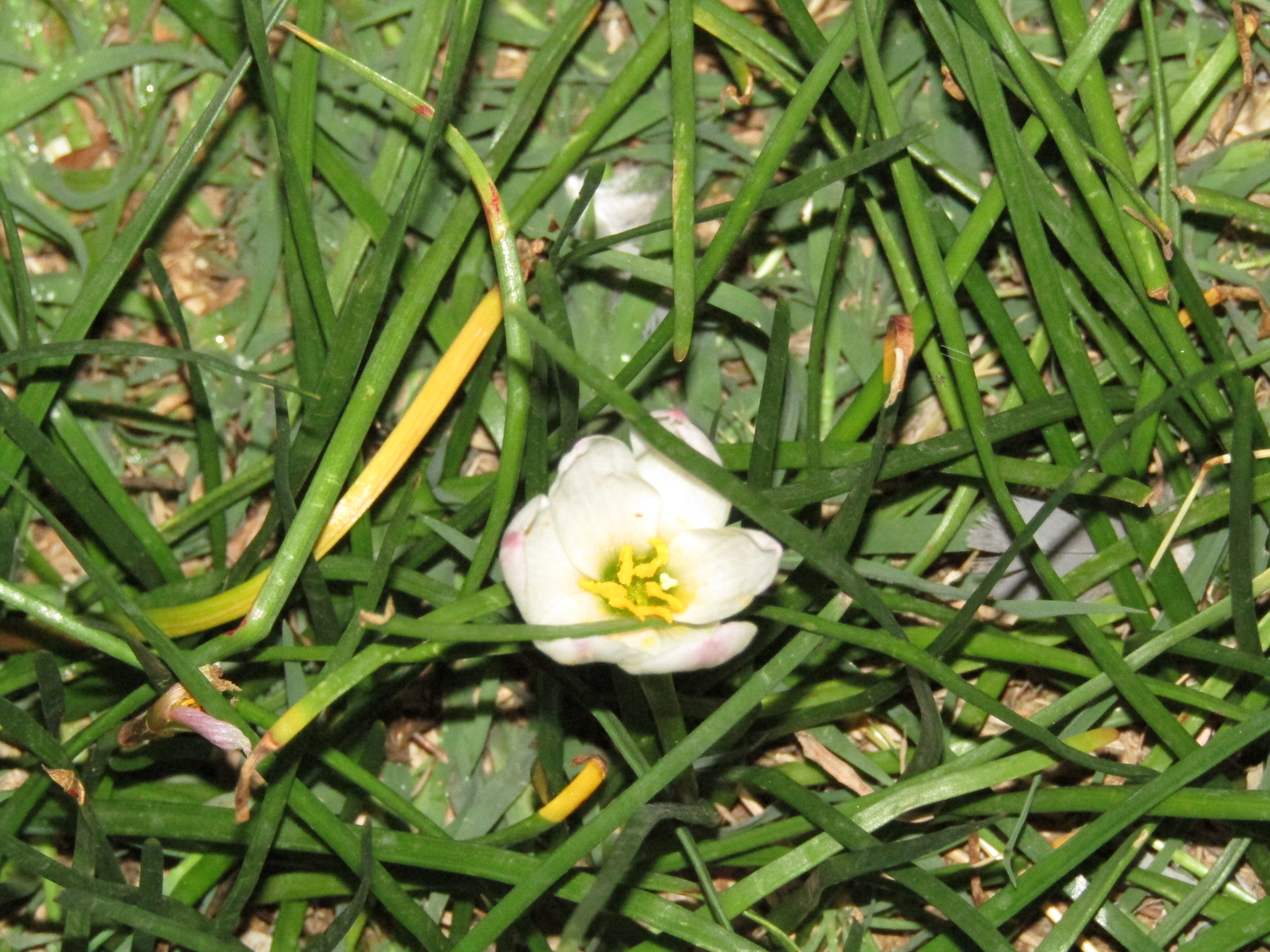 Canon POWERSHOT SX430 IS sample photo. Small white flower photography